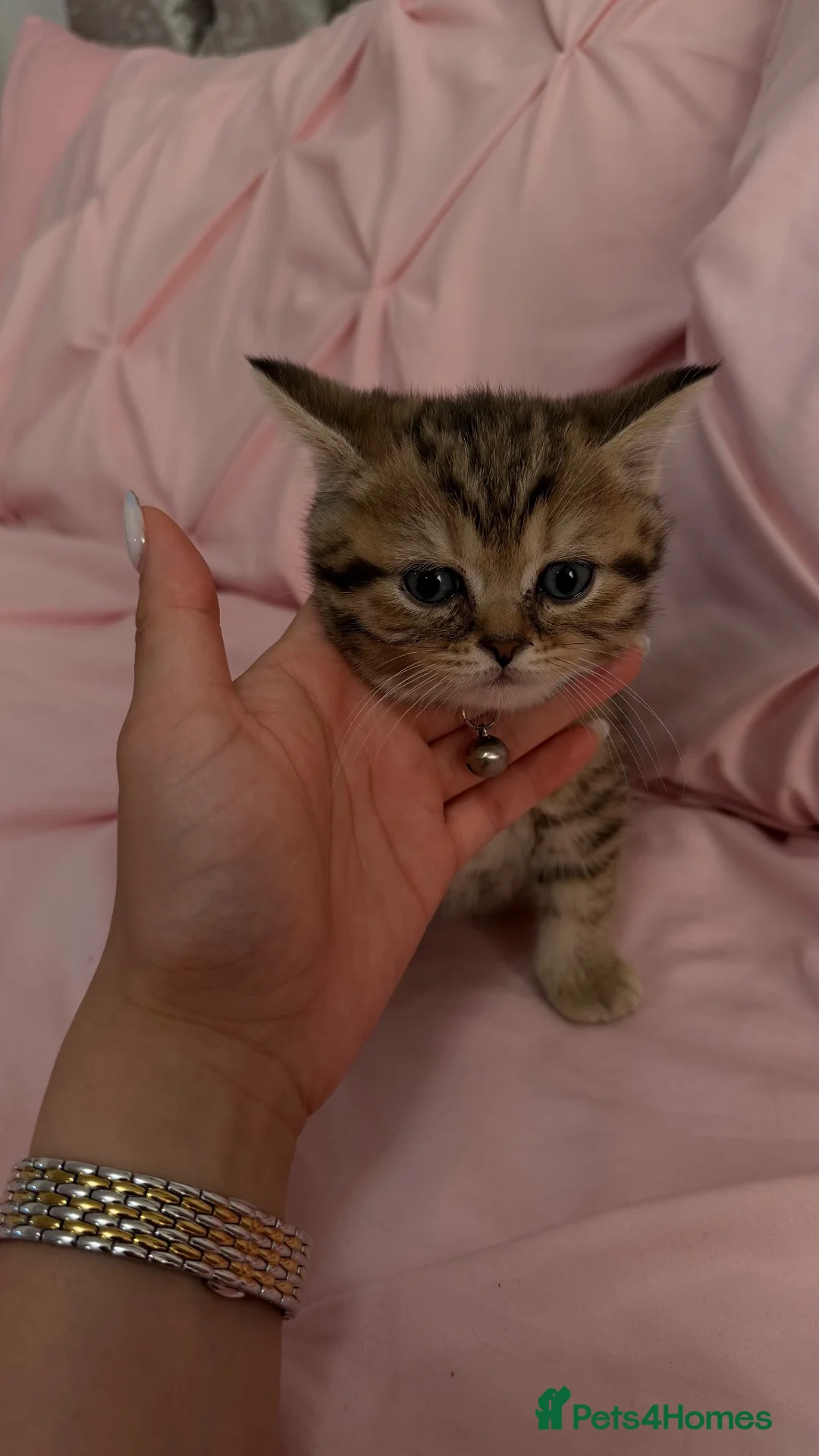 British Shorthair cats for sale: 🐾 ADORABLE KITTENS LOOKING FOR NEW HOMES\!** 🏡💕 in London - Advert 2