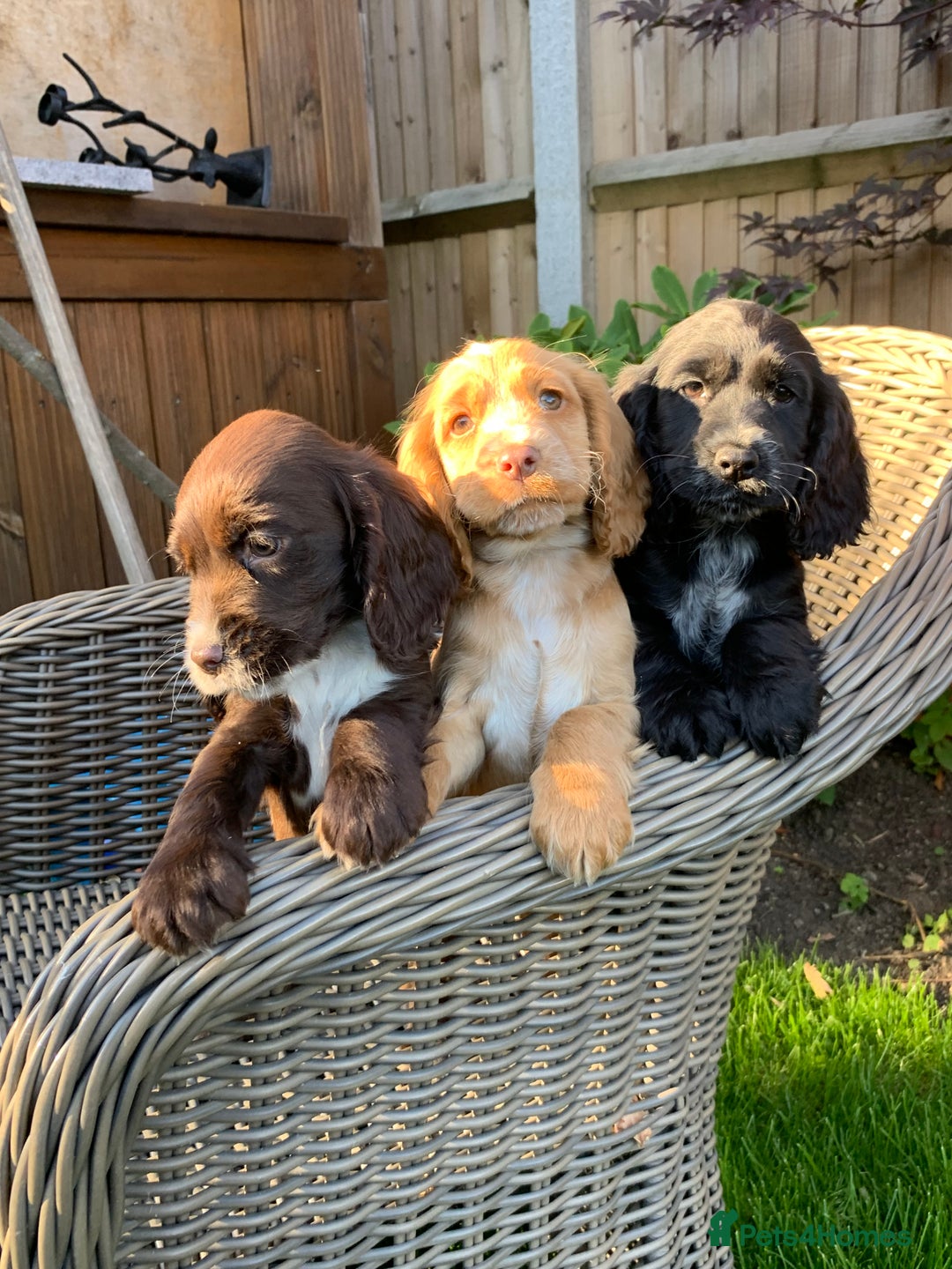 Cocker Spaniel dogs for sale: Beautiful Kc cocker spaniel  boys and girls  - Image 20