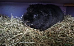 Guinea Pig rodents for sale: Guinea Pig Pair Boys Males Boars Teddy Pigs - Image 4