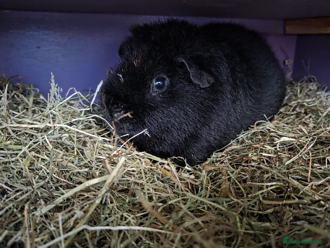 Guinea Pig rodents for sale: Guinea Pig Pair Boys Males Boars Teddy Pigs - Image 4