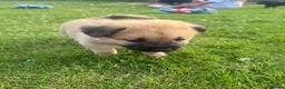 Mixed Breed dogs for sale: 7 beautiful Malkita x puppies with unique colours  - Advert 17
