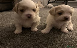 Malshi dogs for sale: Malshi puppies - Image 7