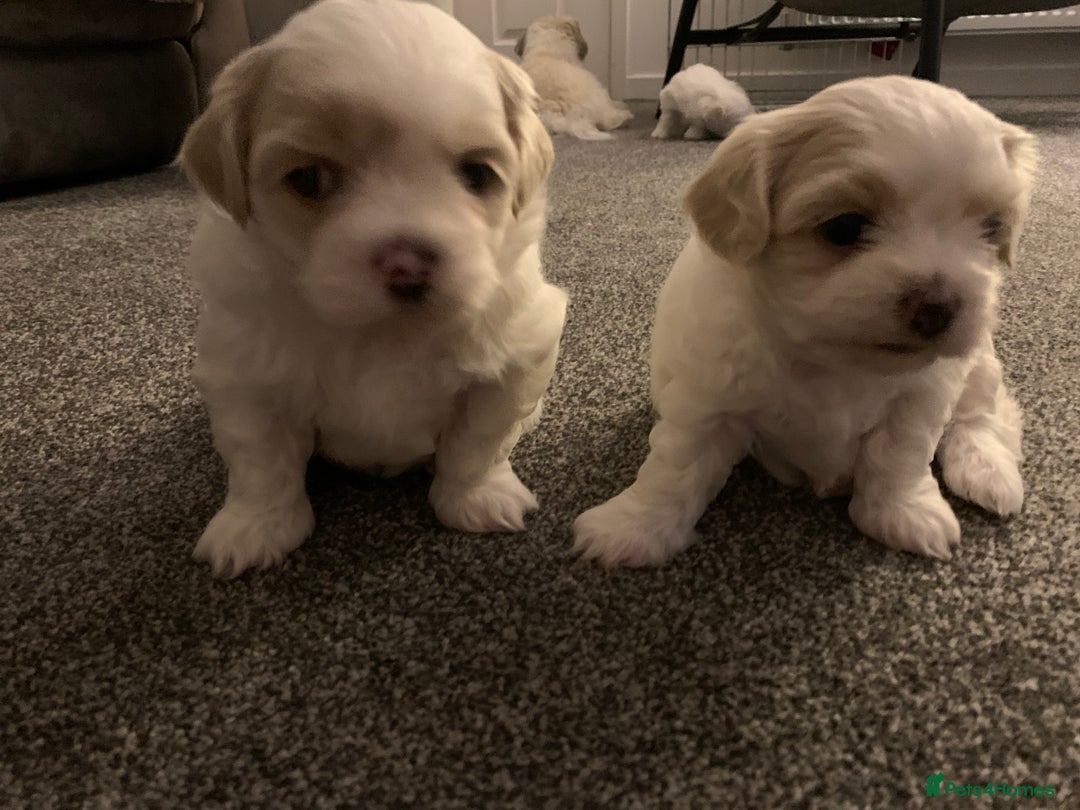 Malshi dogs for sale: Malshi puppies - Image 7