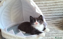 Siamese cats for sale: STUNNING FLUFFY LYNXPOINT CROSS KITTENS - Image 2