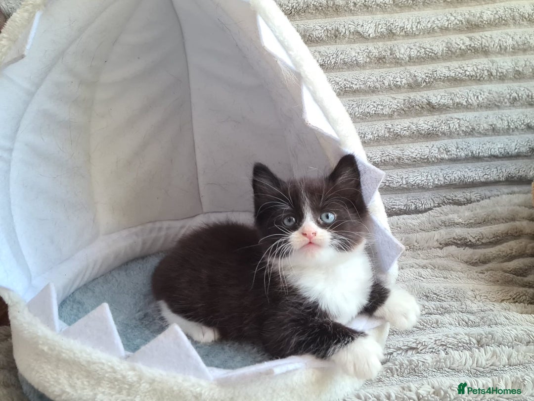 Siamese cats for sale: STUNNING FLUFFY LYNXPOINT CROSS KITTENS - Image 2