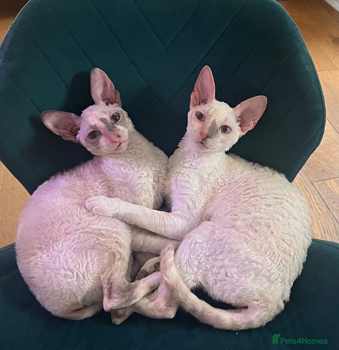 Cornish Rex cats for sale: Stunning ready to leave now Cornish Rex Female  - Image 12