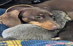 Miniature Dachshund dogs for sale: Stunning full pedigree Miniature Dachshunds  - Image 24