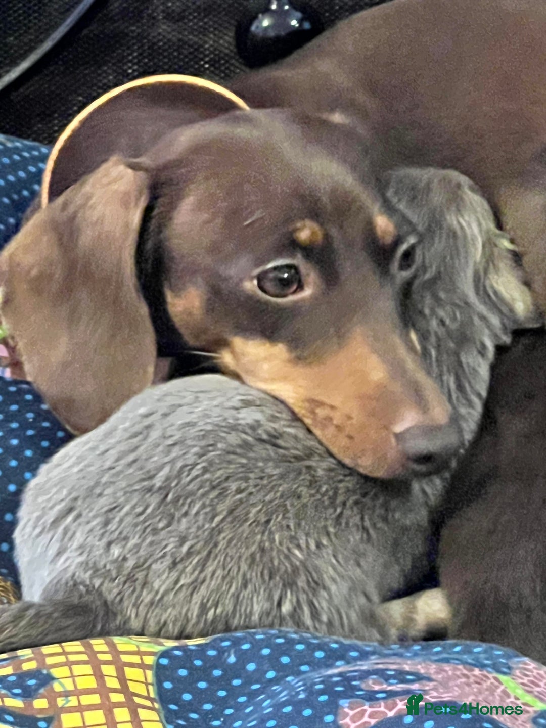 Miniature Dachshund dogs for sale: Stunning full pedigree Miniature Dachshunds  - Image 24