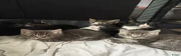 Mixed Breed cats for sale: Cats kittens  in Norwich - Advert 3