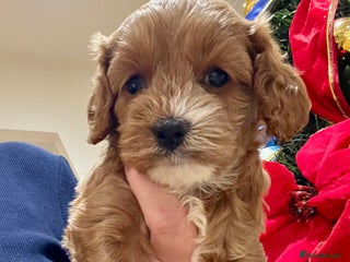 Cavapoo dogs 👑Fabulous Toy Cavapoo Puppies KC Reg parents✨ - Advert 7