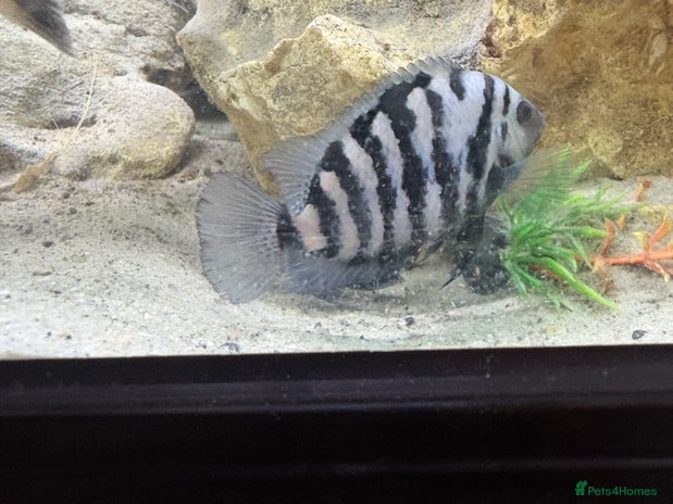 Cichlids fish Convict cichlids - Advert 1