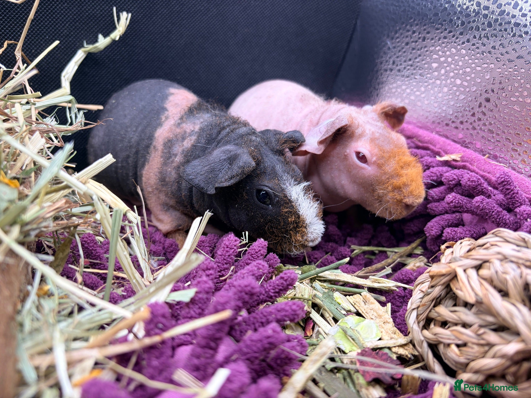 Guinea Pig rodents Pair of Girl Skinny Pigs - Advert 1