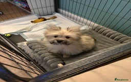 Mixed Breed dogs for sale: Penny the Pomeranian mix  - Image 1