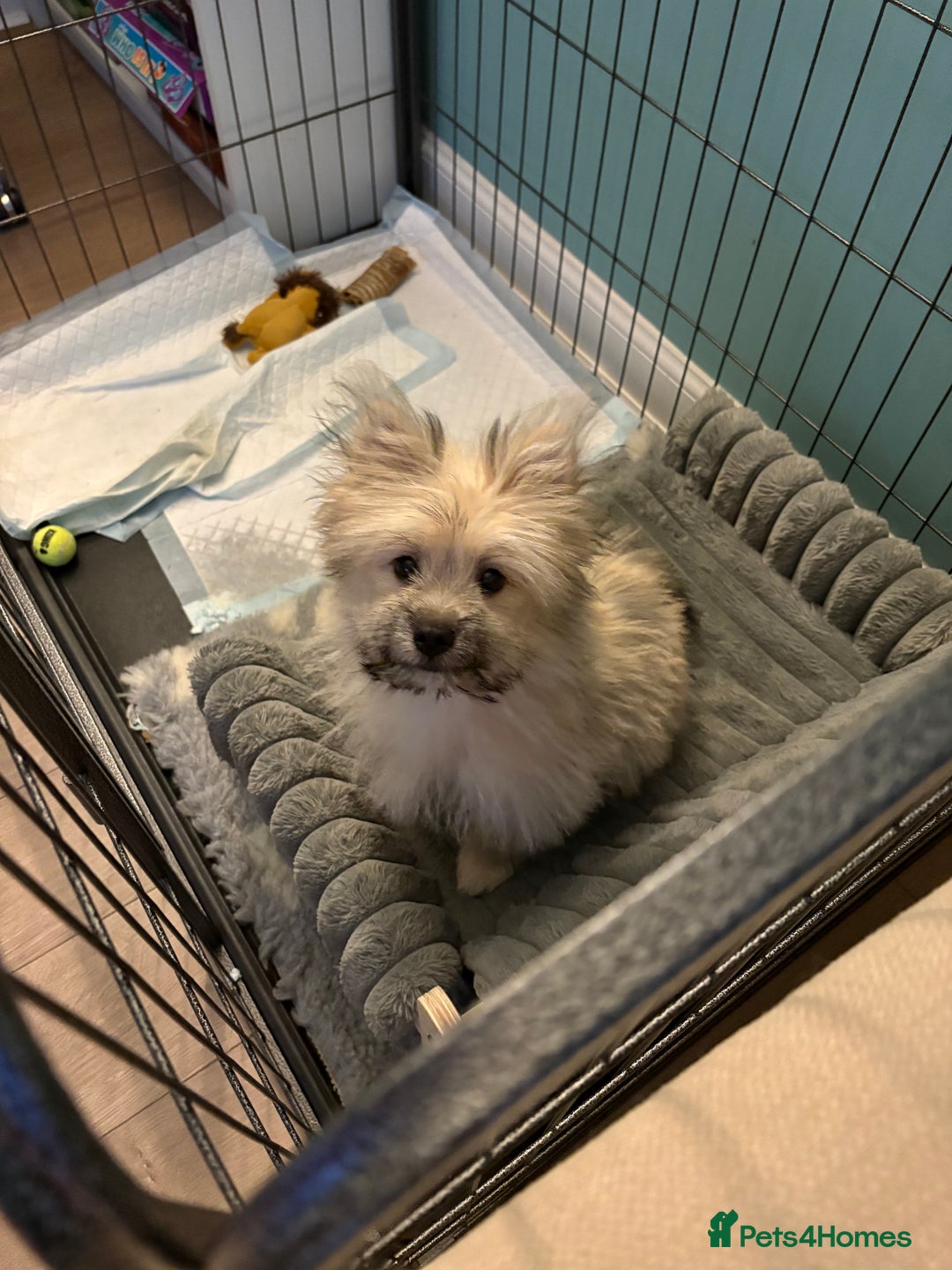 Mixed Breed dogs for sale: Penny the Pomeranian mix  - Image 1