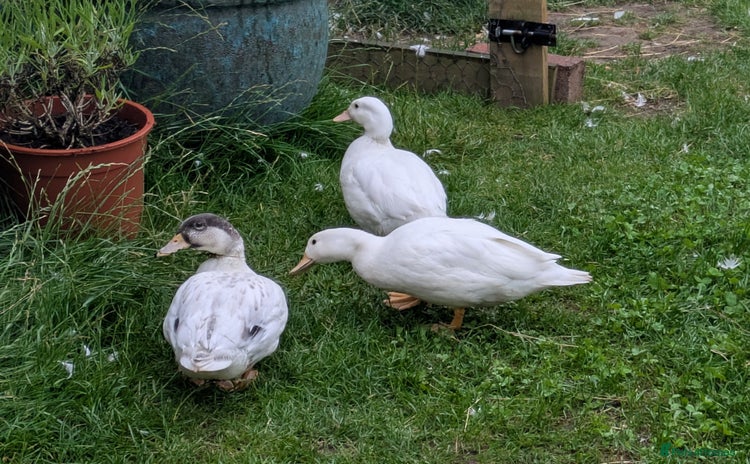 Ducks poultry - Advert 1