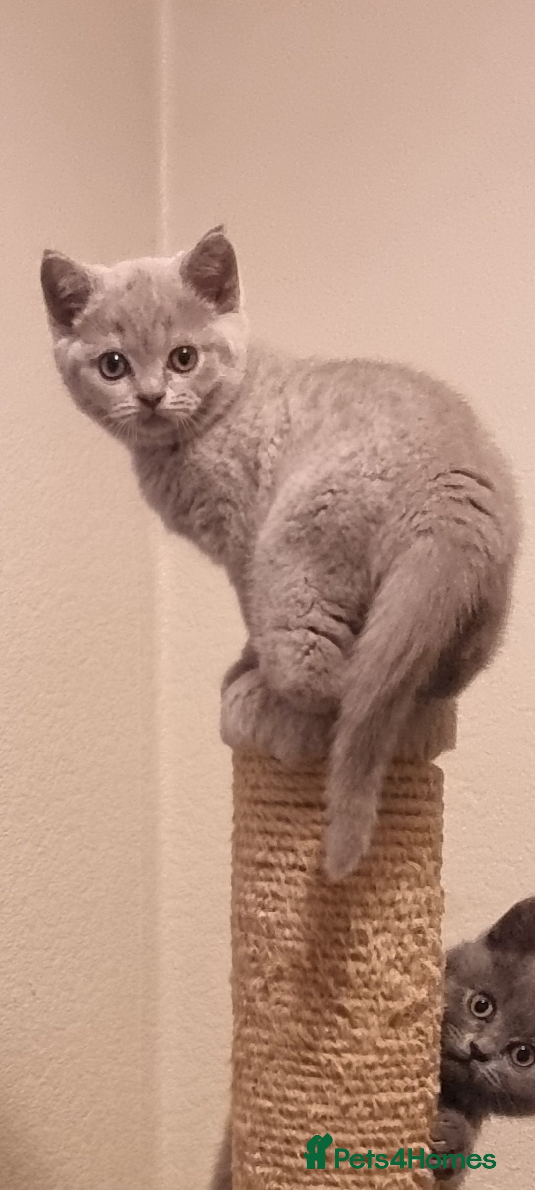 Scottish Fold cats for sale: Ready for new home 😻 - Image 15