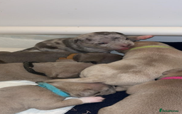 American Bull Staffy dogs for sale: 10 pocket bully - Image 12