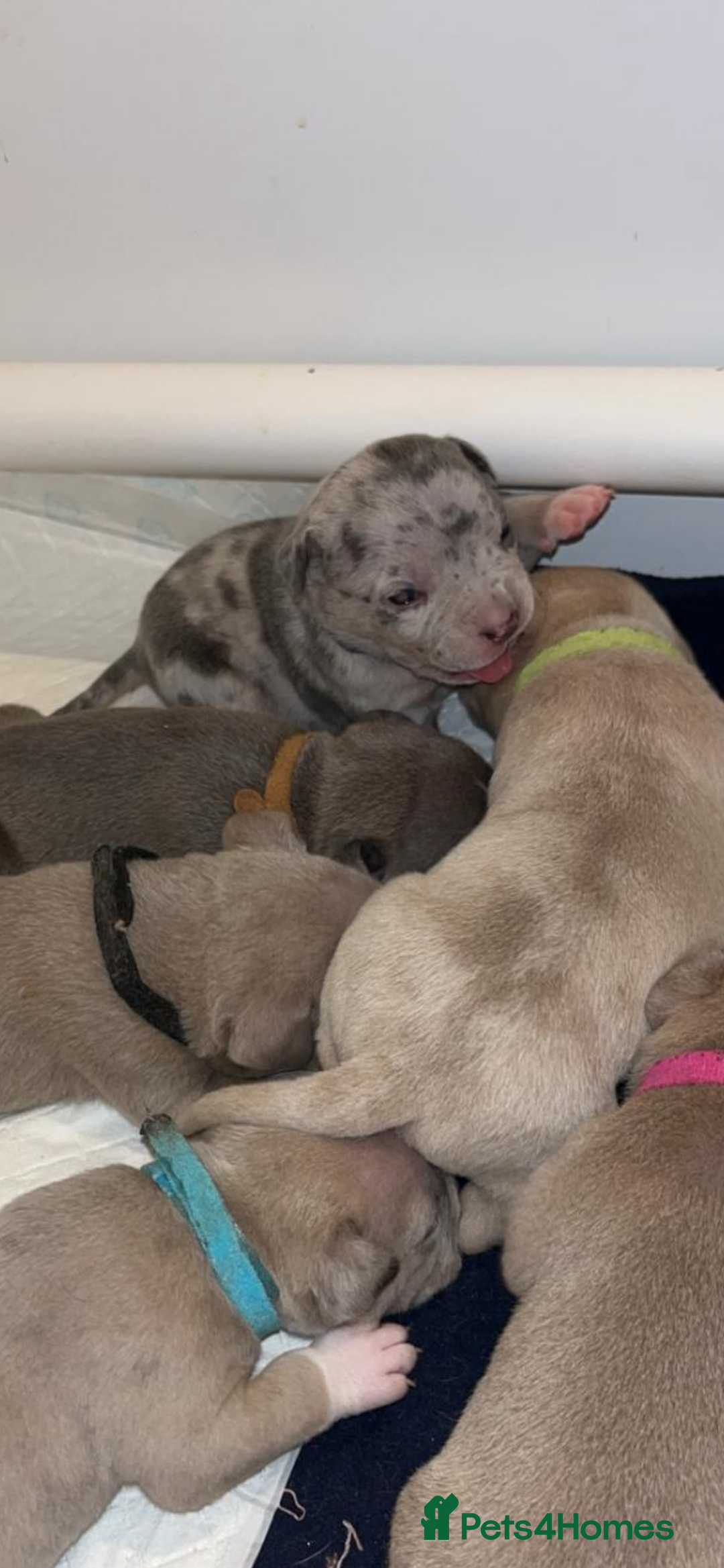 American Bull Staffy dogs for sale: 10 pocket bully - Image 12