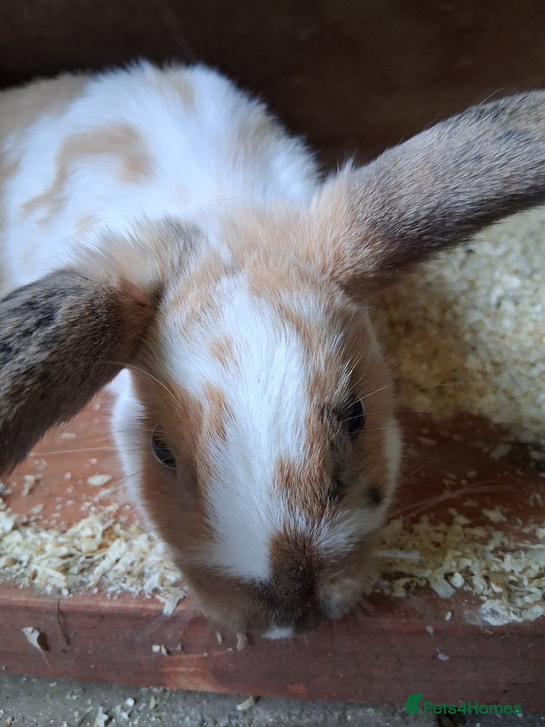 English Lop rabbits for sale:  lop bunnies for sale.  in Loughborough - Image 7