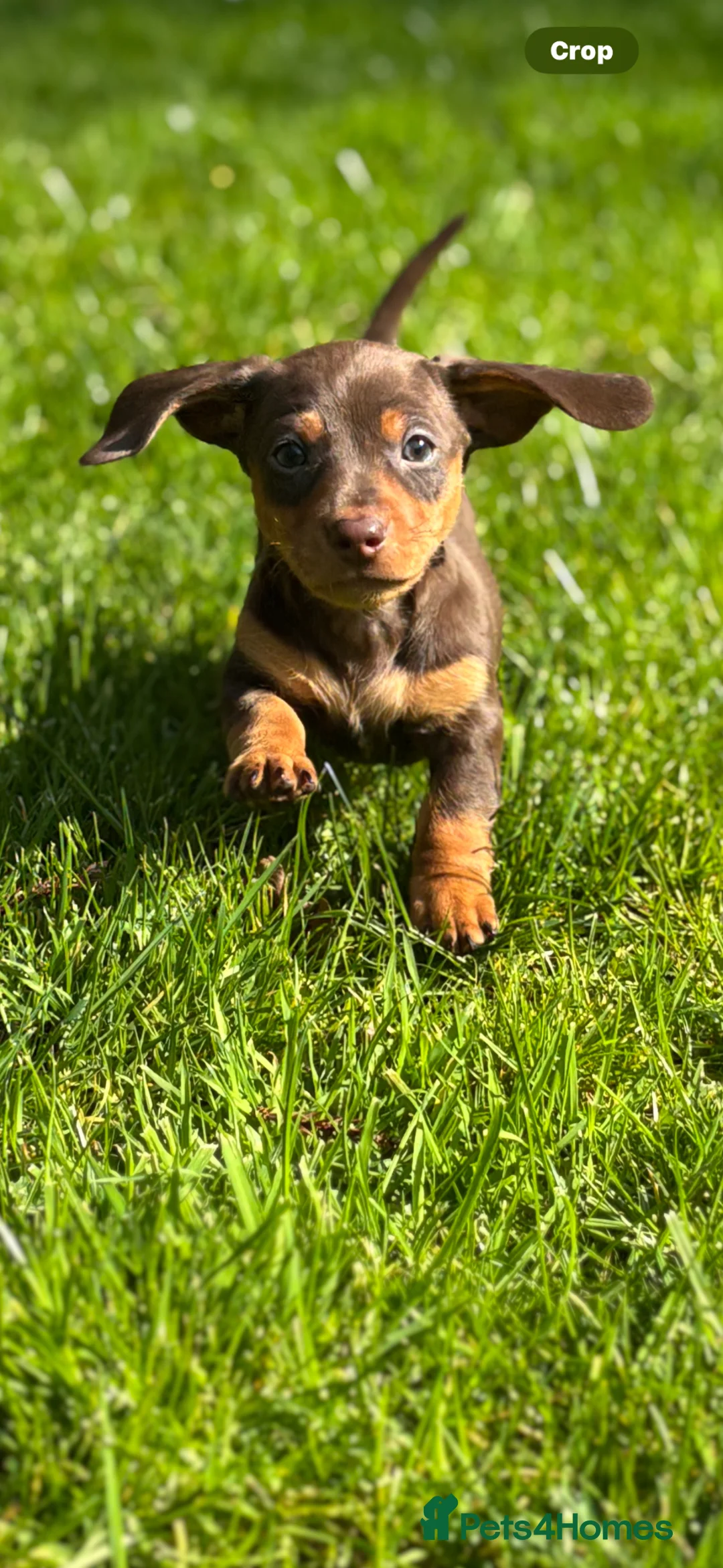 Miniature Dachshund dogs for sale: Miniature dachshund puppies in Chard - Advert 1