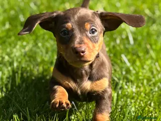 Miniature Dachshund dogs Miniature dachshund puppies - Advert 16