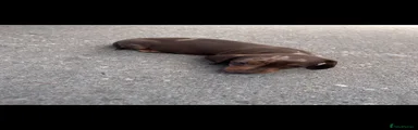 Miniature Dachshund 2