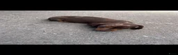 Miniature Dachshund dogs for sale: Miniature Dachshund  - Advert 5