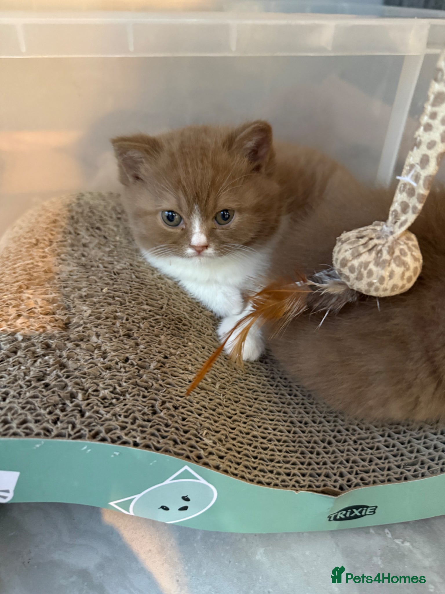 British Shorthair cats Non Active register  - Advert 6