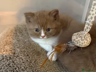 British Shorthair cats Non Active register - Advert 10