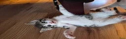 Mixed Breed cats for sale: Kittens - Advert 5