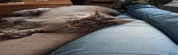 Maine Coon cats for sale: 2 year old Maine coon male cat in Kelty - Advert 4