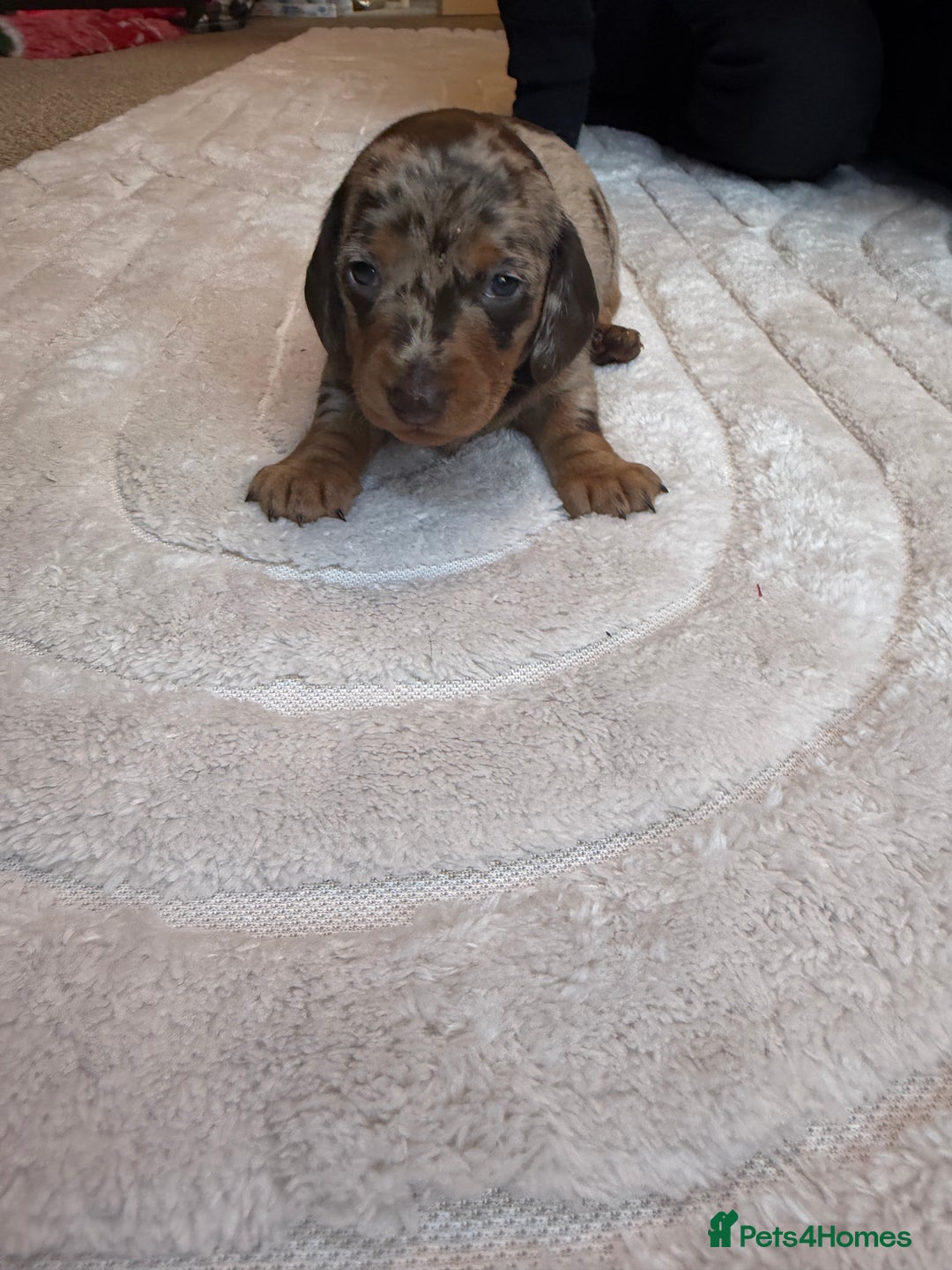 Miniature Dachshund dogs for sale: KC reg Miniature Dachshunds available 24thDecember - Advert 24