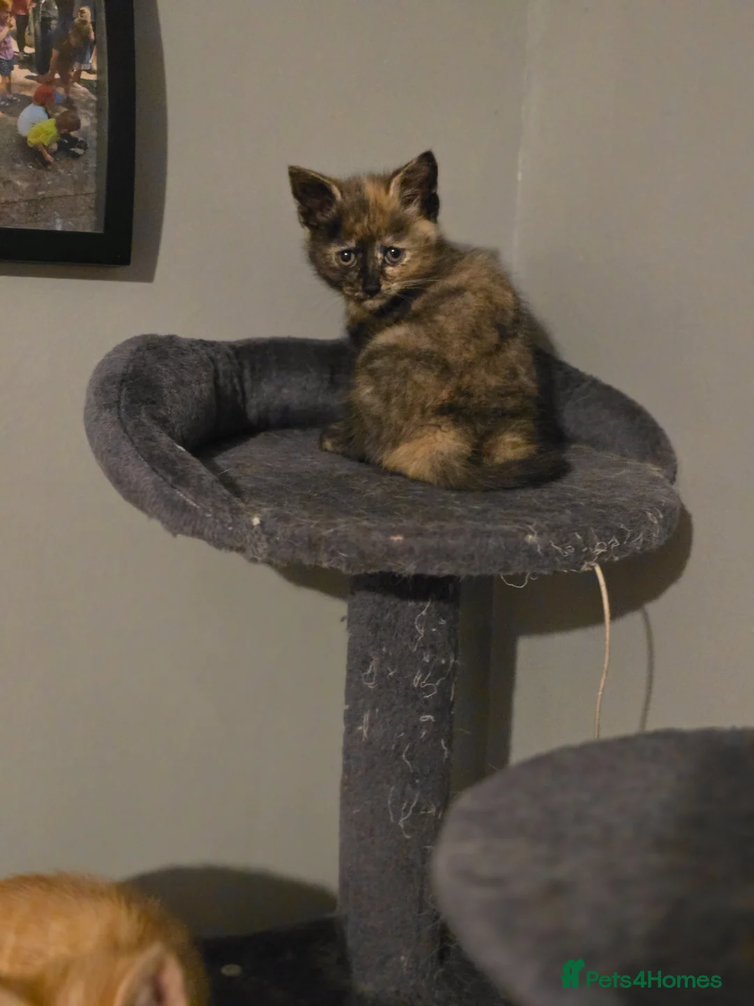 Mixed Breed cats for sale: Kittens for sale  - Advert 15