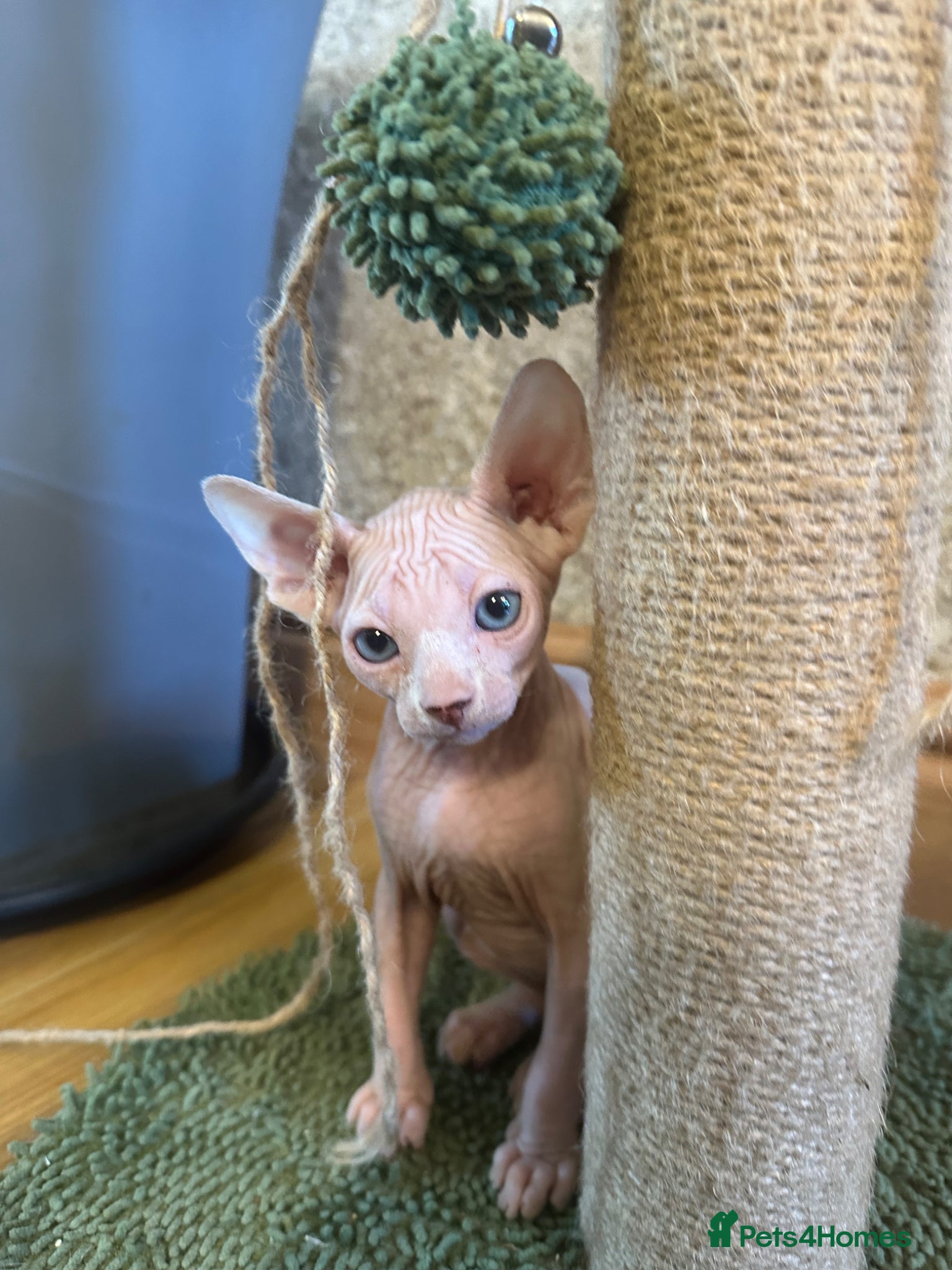 Sphynx cats Unique Sphynx & Elf Sphynx Kittens for Sale😊 - Advert 2