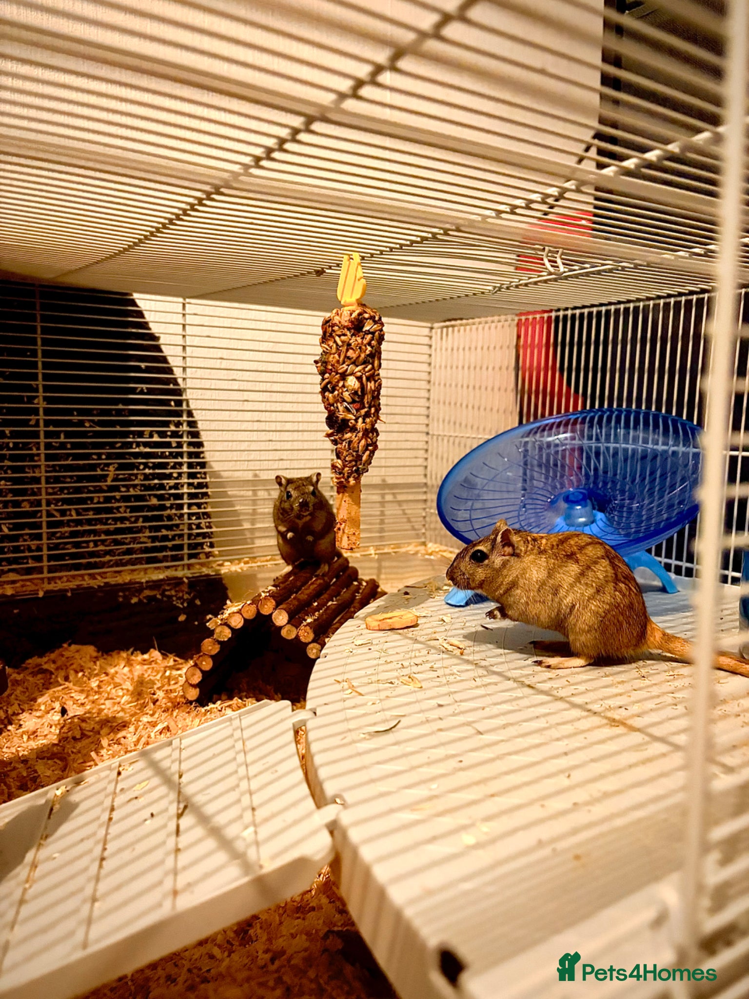 Gerbil rodents for sale: Two female gerbils. in Liversedge - Advert 5