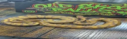 Python Snake reptiles for sale: Ultramel female ball python  - Advert 3