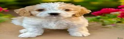 Cavapoo dogs for sale: F1b Cavapoo puppies! - Advert 24