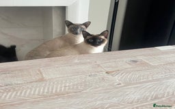 Siamese cats for sale: Human Toilet Trained! Exquisite Siamese Kittens - Image 19