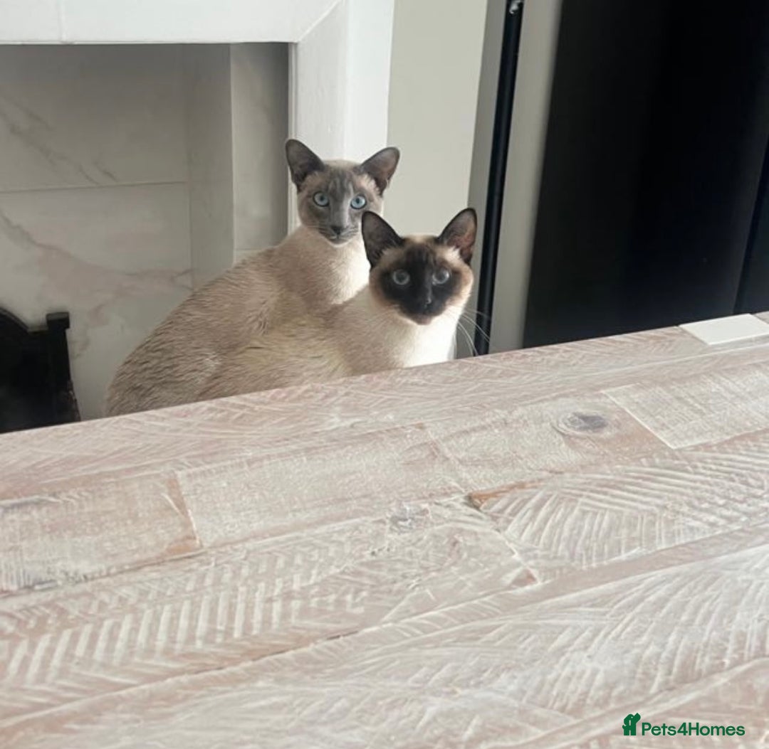 Siamese cats for sale: Human Toilet Trained! Exquisite Siamese Kittens - Image 19
