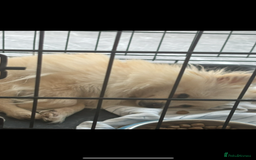 Pomeranian dogs for sale: Pearly  - Image 1