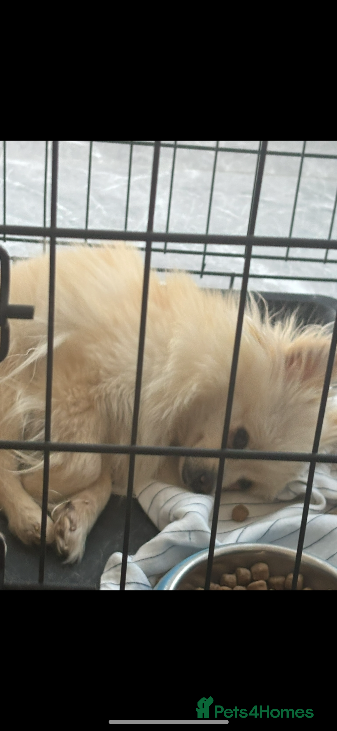 Pomeranian dogs for sale: Pearly  - Image 1