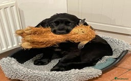 Cocker Spaniel dogs for sale: Gorgeous Spaniel looking for a new home ASAP - Advert 3