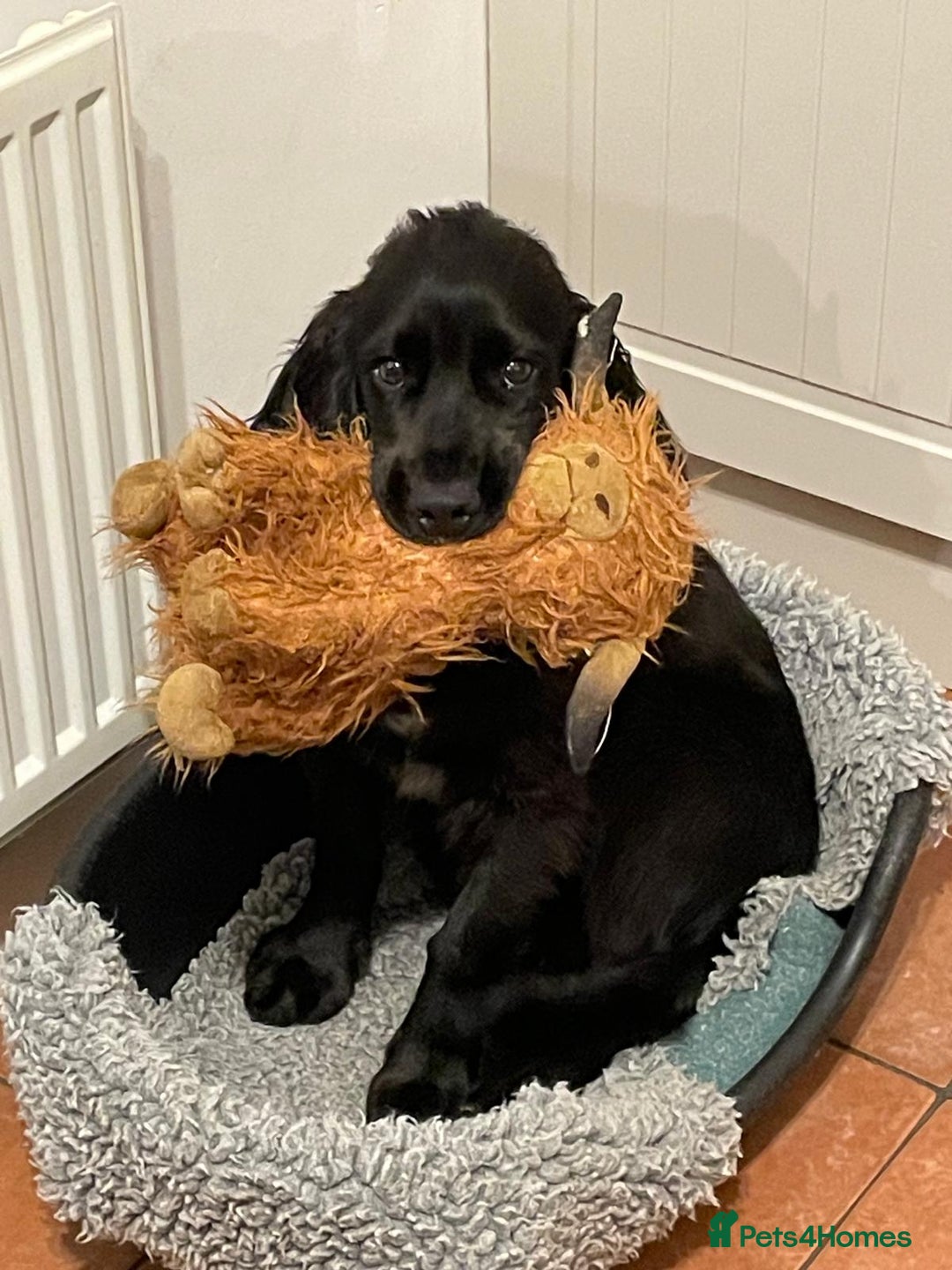 Cocker Spaniel dogs for sale: Gorgeous Spaniel looking for a new home ASAP - Advert 3