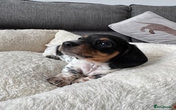 Miniature Dachshund dogs for sale: Adorable Miniature Dachshund Puppies  - Image 3