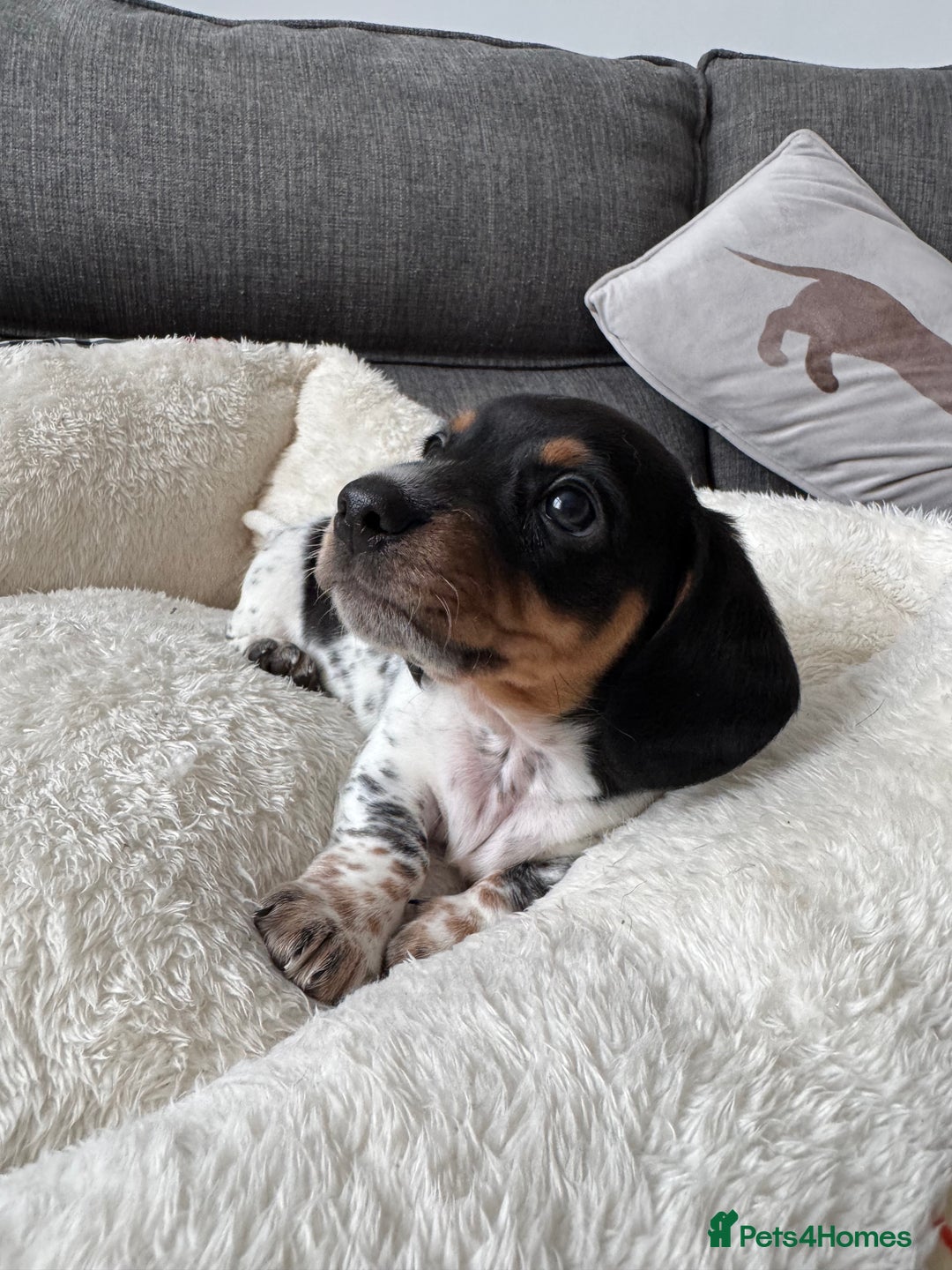 Miniature Dachshund dogs for sale: Adorable Miniature Dachshund Puppies  - Image 3