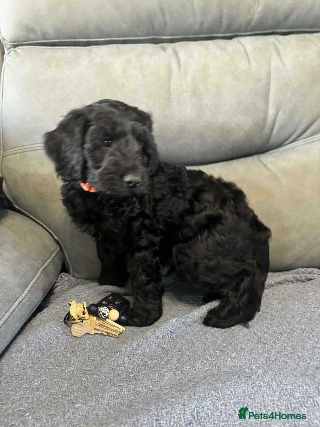 Cockapoo dogs for sale: Male F2 Cockapoo Puppy Ready for His Forever Home! - Advert 7