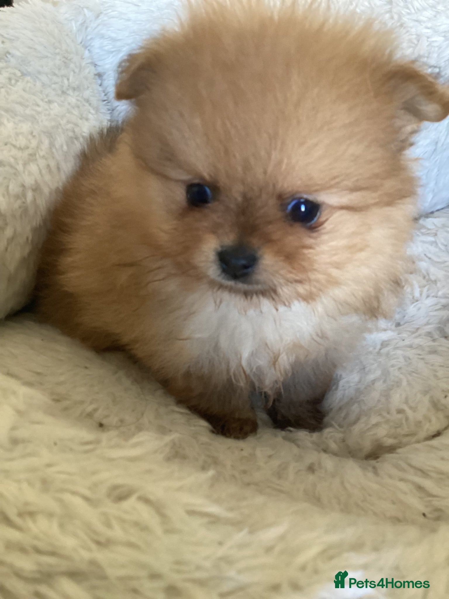 Pomeranian dogs kc reg top quality teddy Pomeranian pups  - Advert 2
