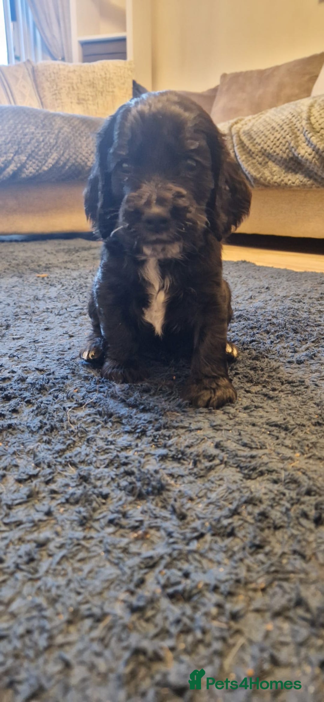 Cockapoo dogs for sale: 3 Beautiful F1B Cockapoo's left  in Brighouse - Image 33