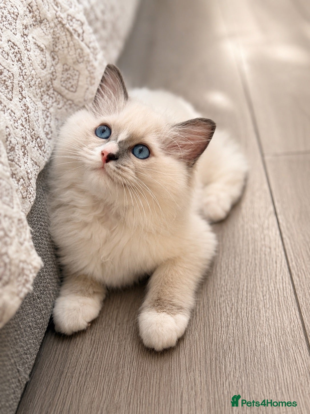Ragdoll cats Beautiful Ragdoll Kittens - Advert 1