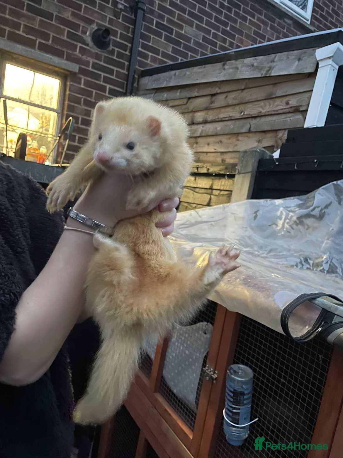 Ferret rodents x2 male ferrets  - Advert 1